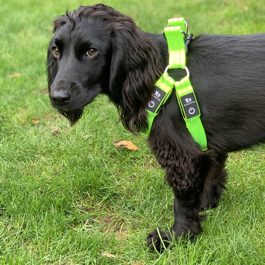 LED light up harness - yellow/green