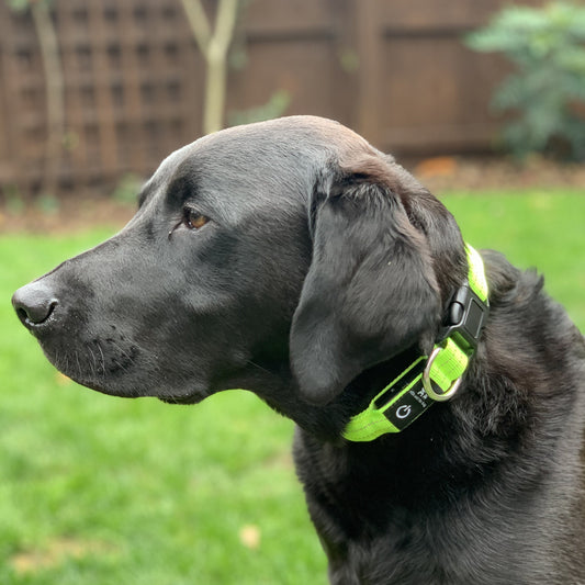 LED light up collar - yellow/green